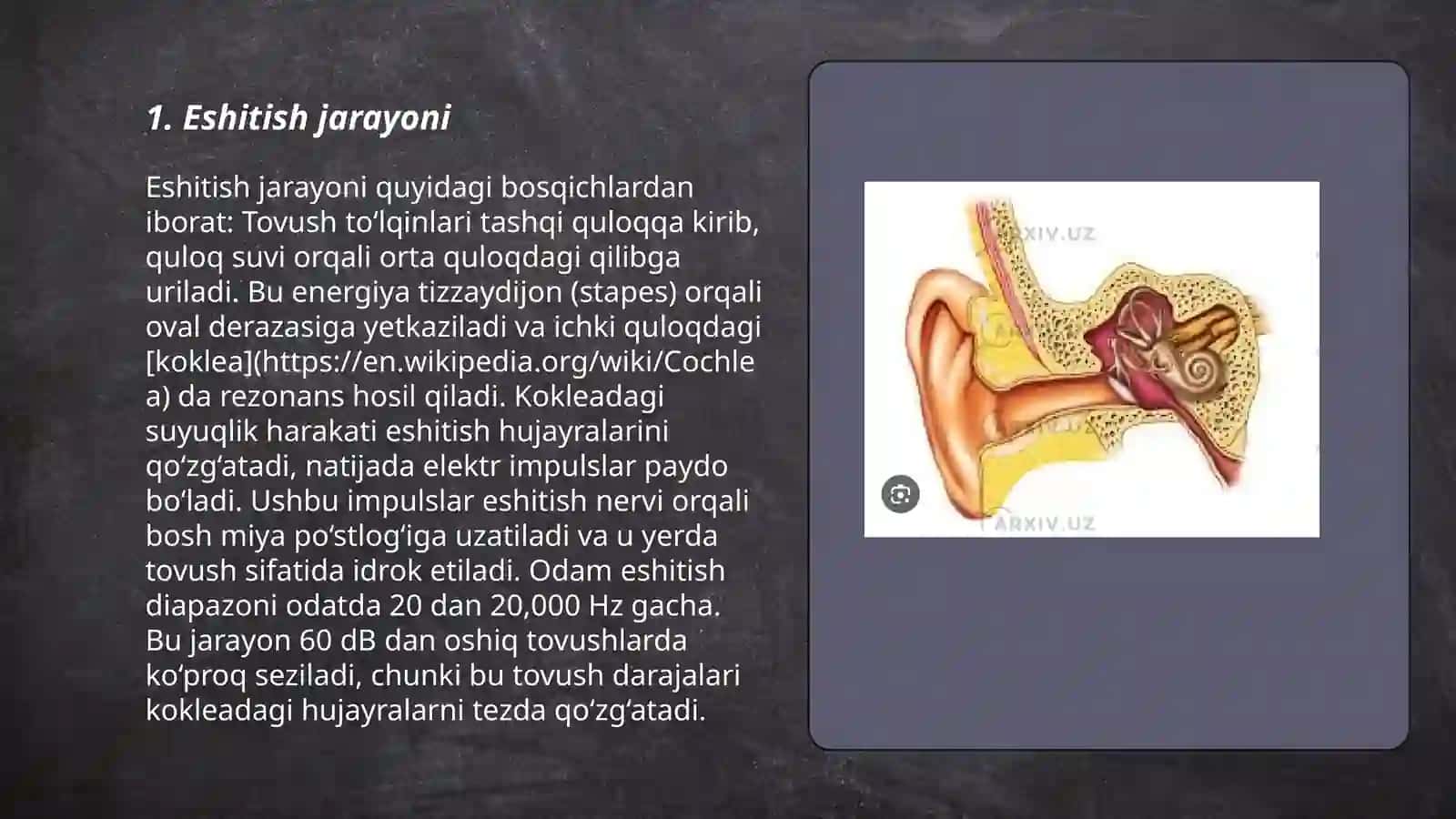 Eshitish va muvozanat azolari 3