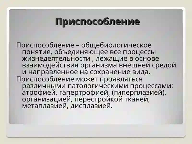 Приспособление и Компенсация 3