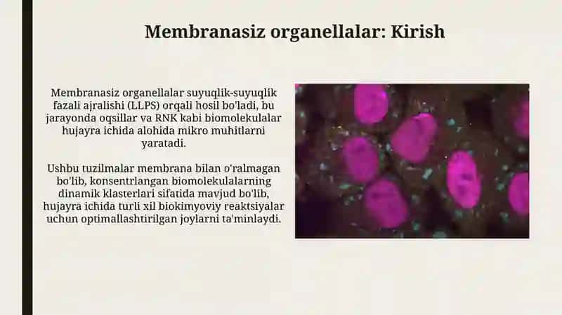 Membranasizorganoidlar 3