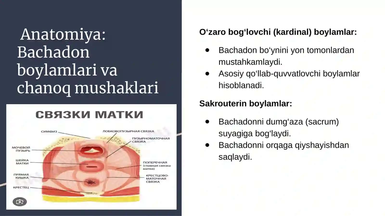 Bachadon boylamlari va chanoq mushaklari 3