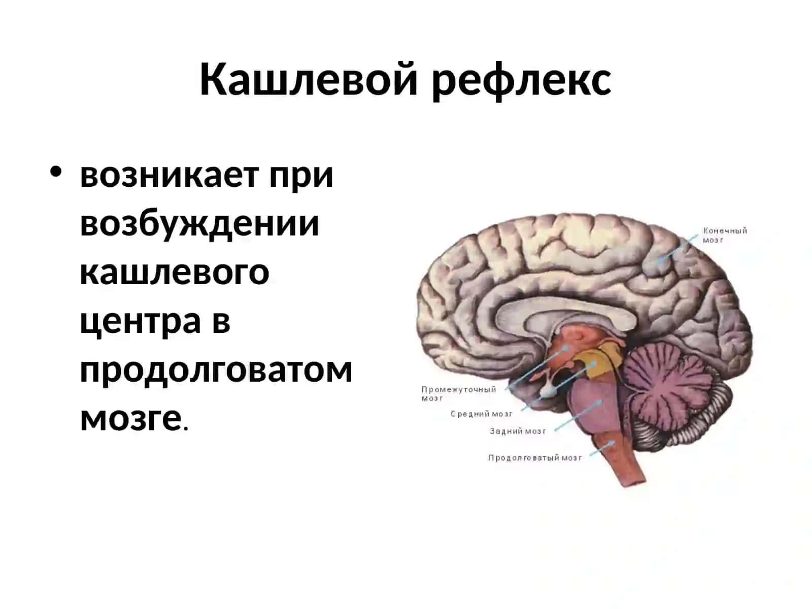 Противокашлевые и отхаркивающие 3