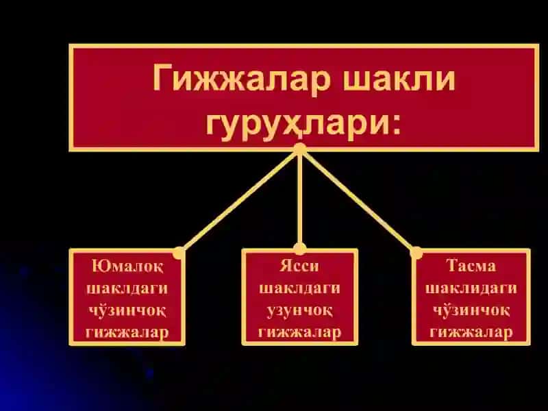 Гижжа касалликлари ва унинг асоратлари 3