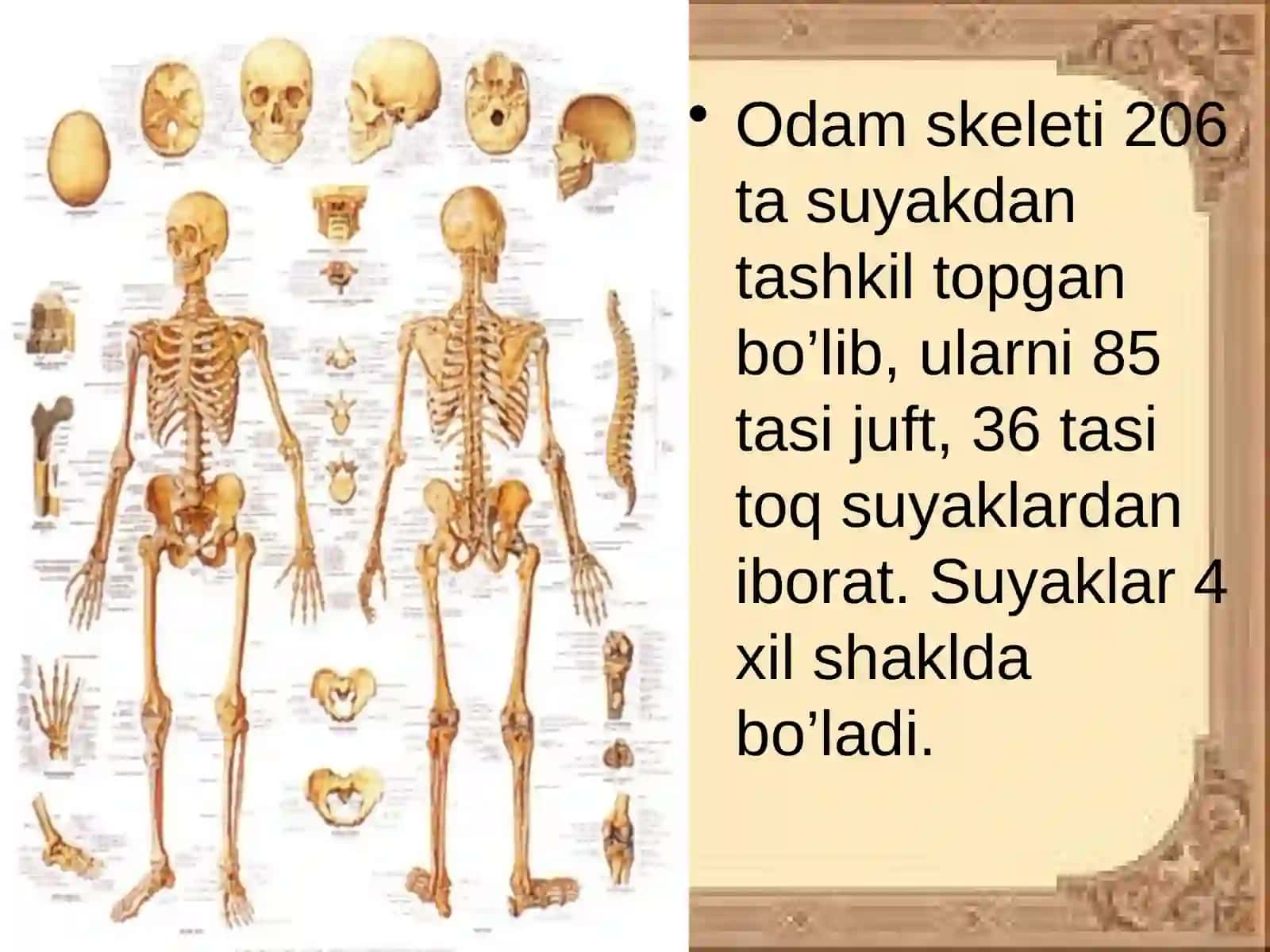 SUYAKLAR TUZILISHI 3