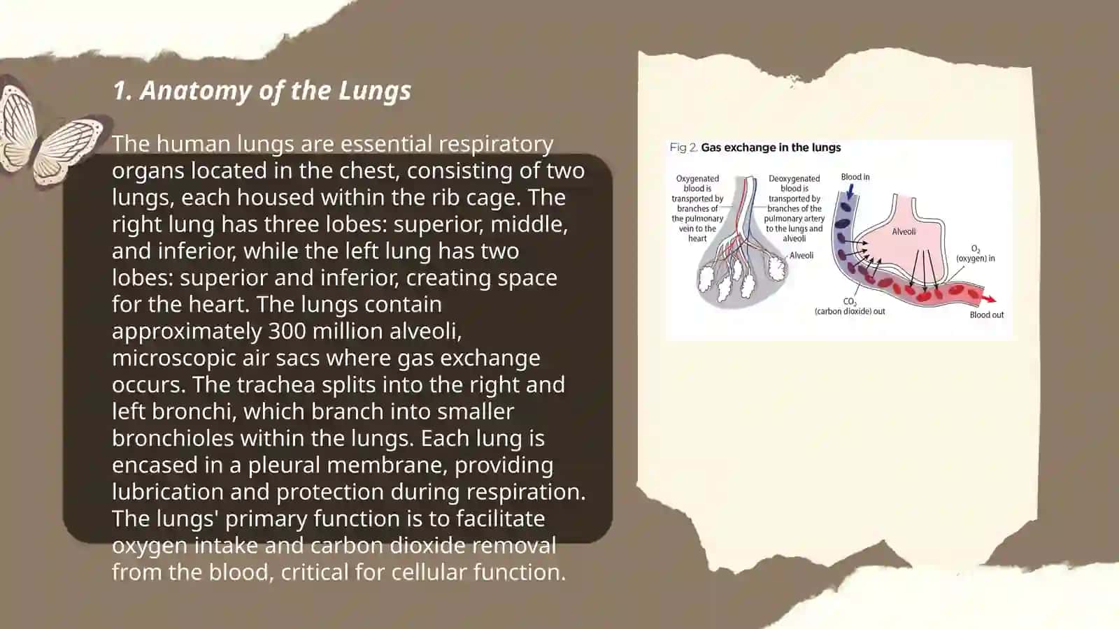 Lungs and a pulmonary system 3