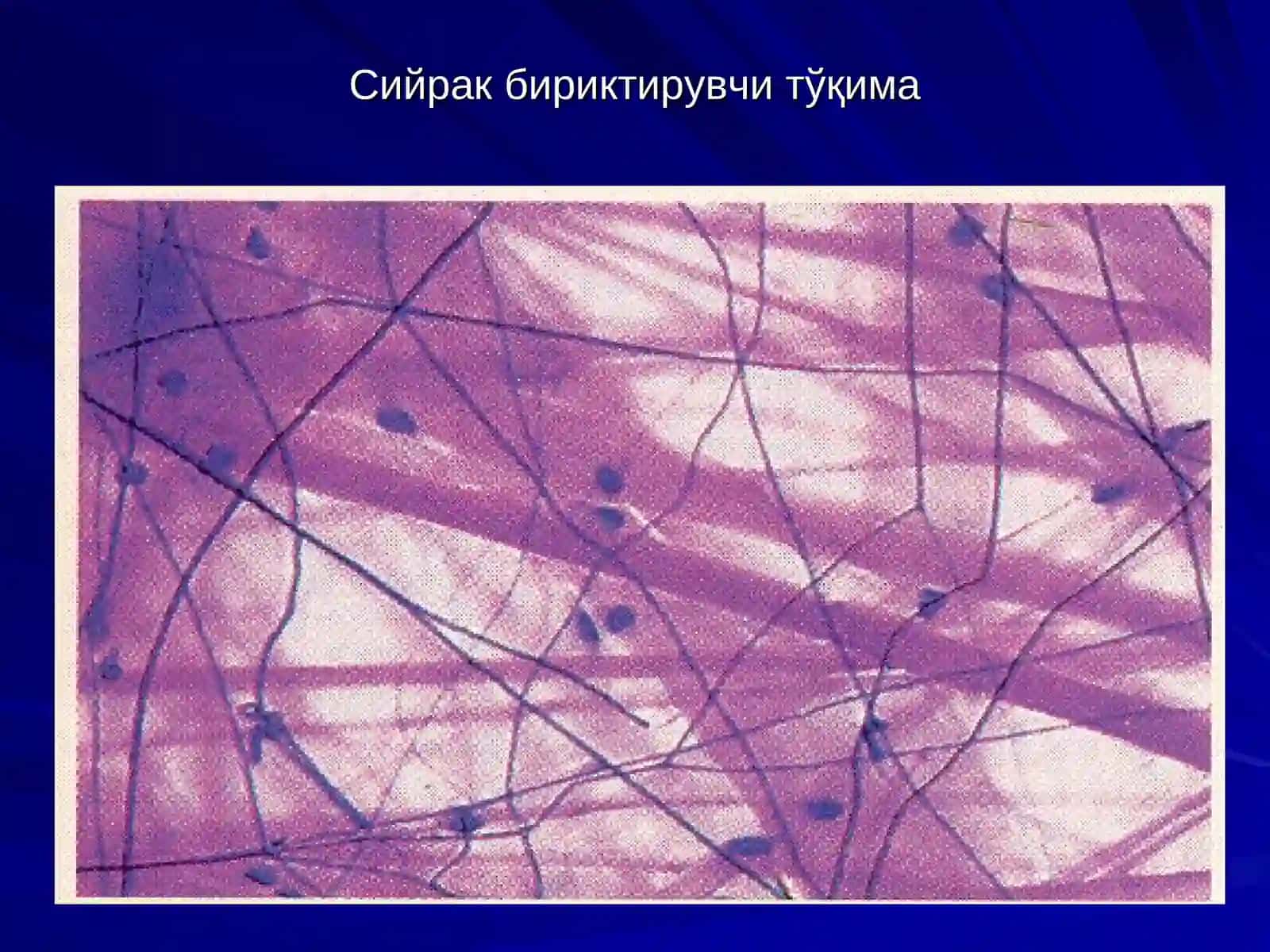 Сийрак бириктирувчи тўқима 3