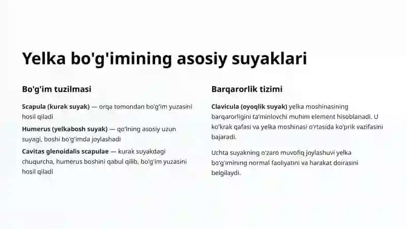 Yelka bo'g'imi anatomik qurilishi 3
