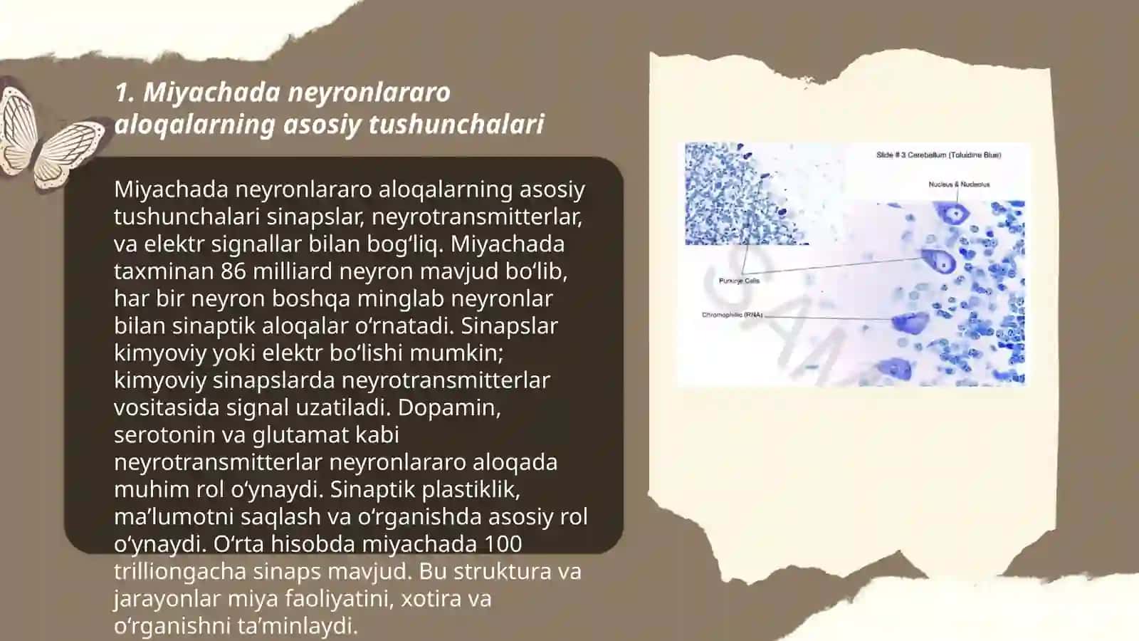 Miyacha neyronlararo aloqalar 3