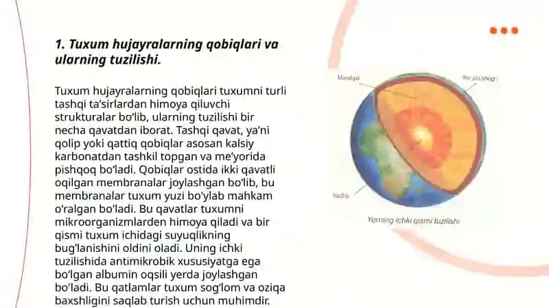 Tuxum hujayralarning qobiqlari va ularning shakllanishi 3