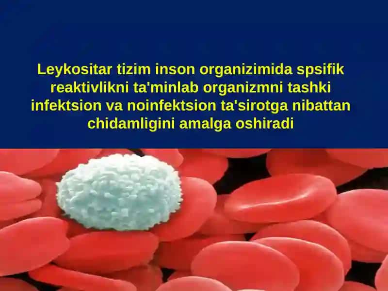 LEYKOSITLAR FIZIOLGIYASI 3