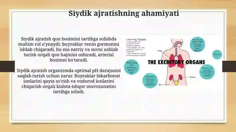 Ayirish organlari va ularning faoliyati 3