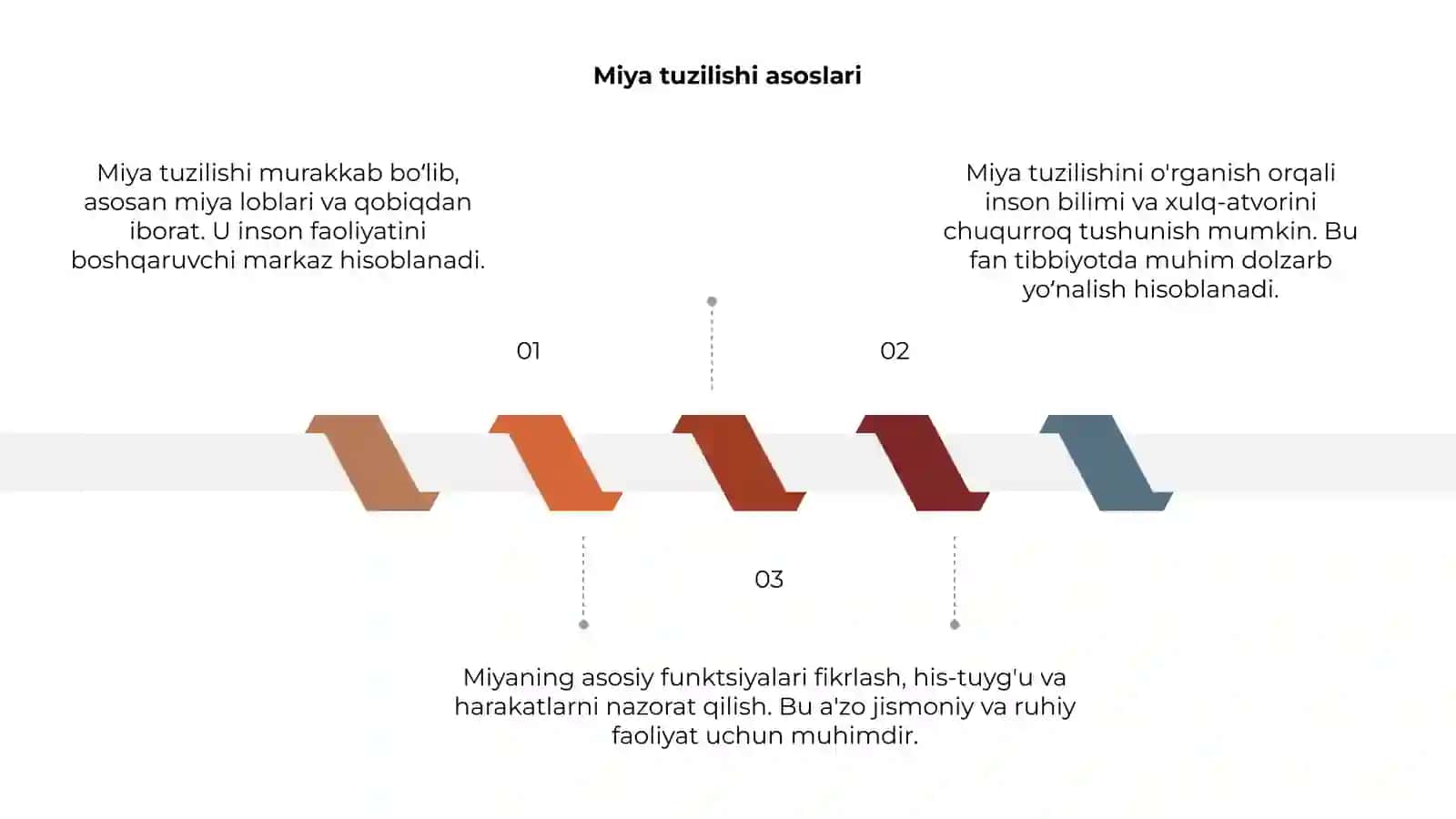 Miya tuzilishi va faoliyati 3