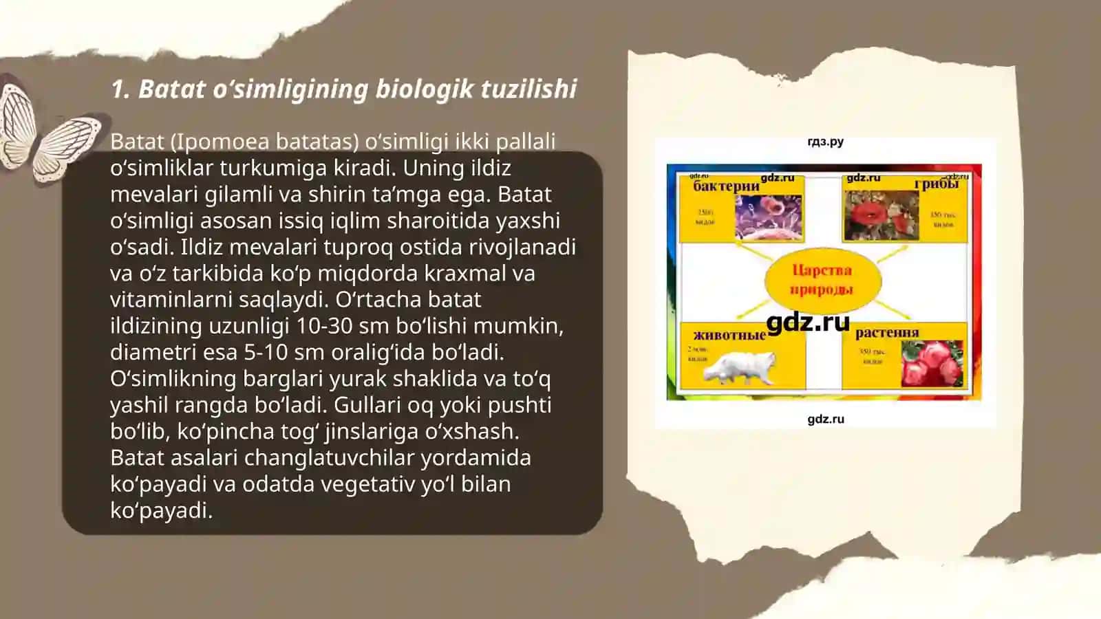 Batat oʻsimligi morfologiyasi va biologiyasi yetishtirish texnologiyasi 3