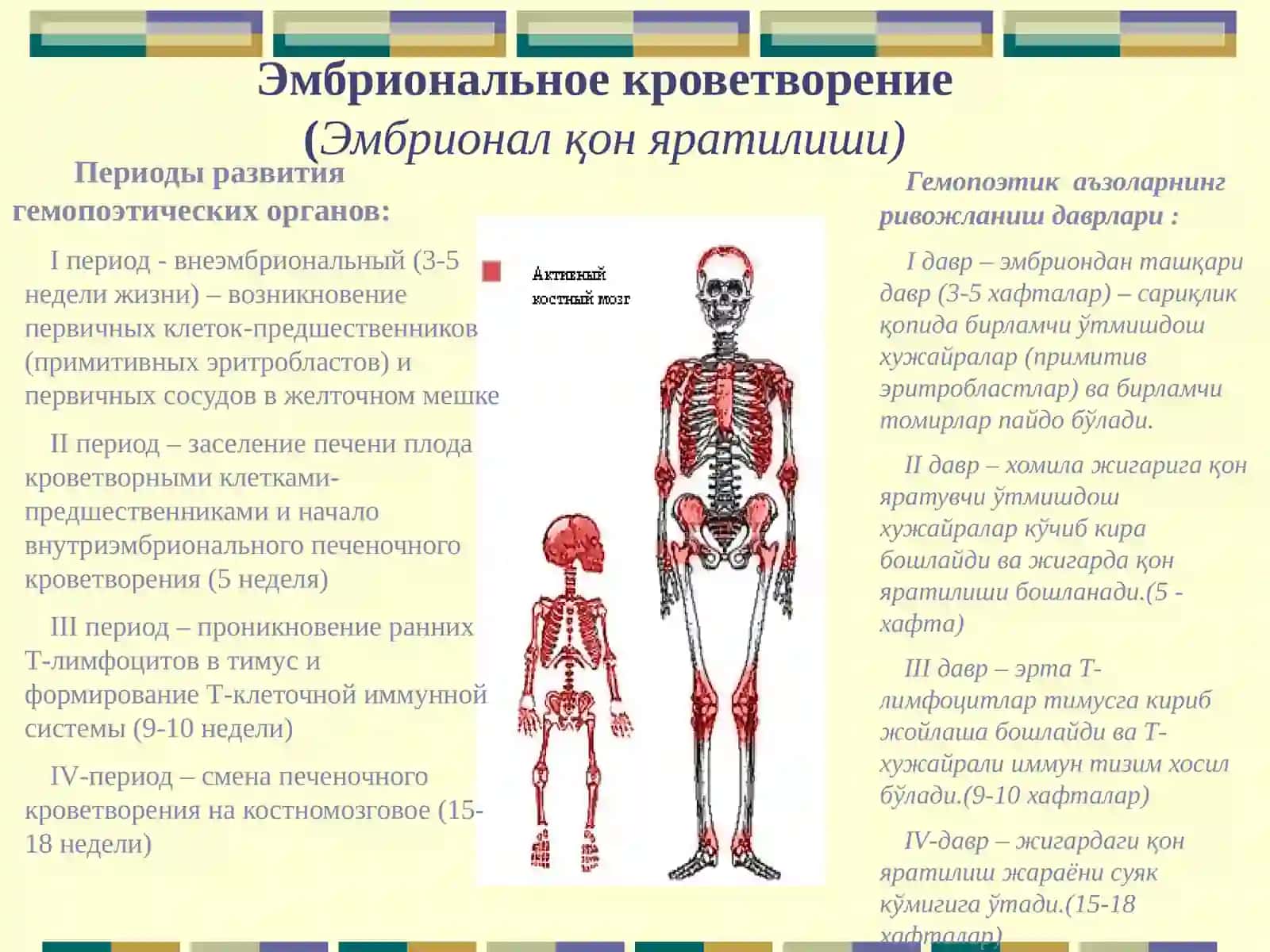 Кроветворение 3