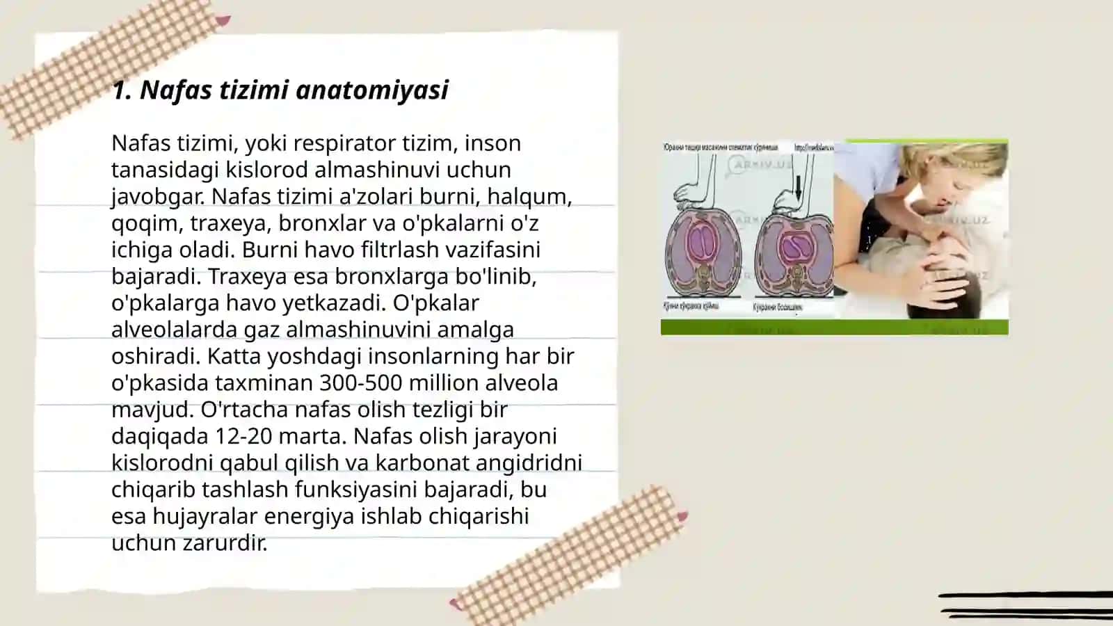 Nafas tizimi anatomiyasi 3