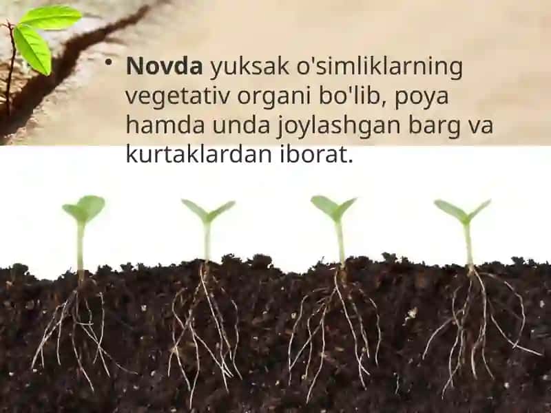 Novdalarning monopodial va simpodial shoxlanishi 3