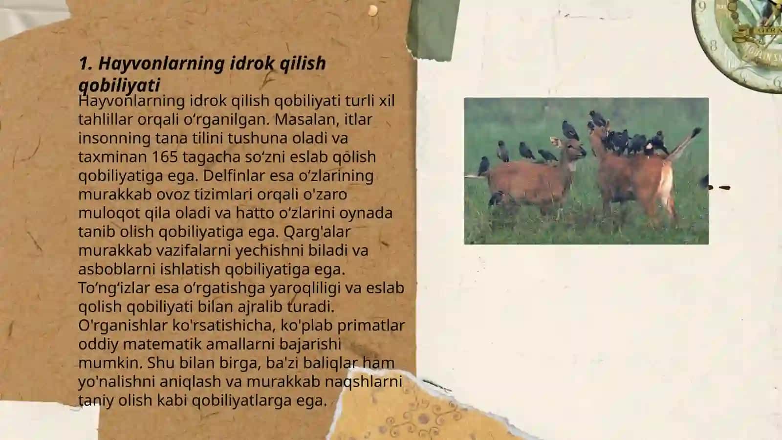 Hayvonlar psixologiyasi 3