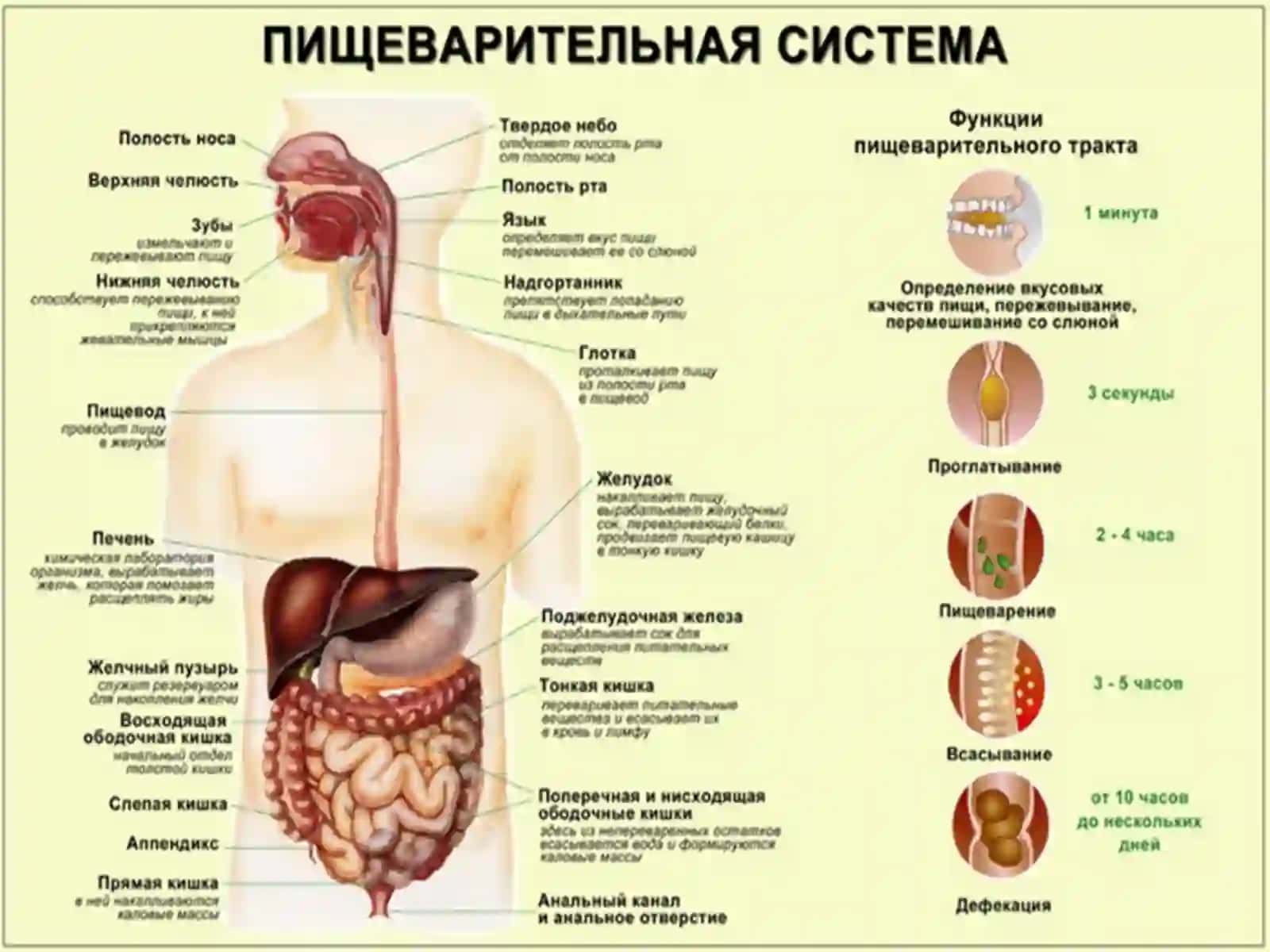 ОВҚАТҲАЗМҚИЛИШ СИСТЕМАСИНИНГПАТОФИЗИОЛОГИЯСИ 3