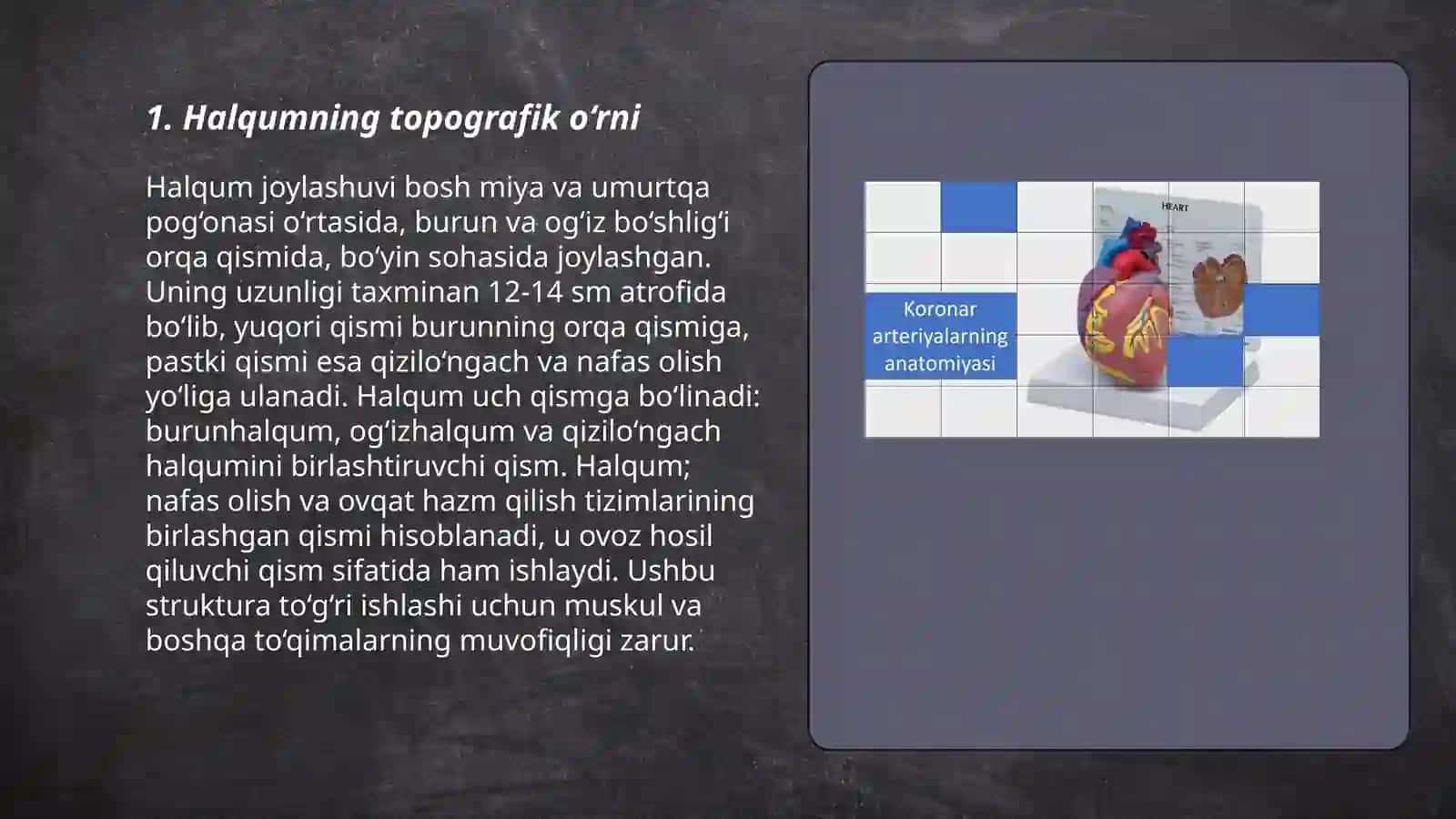Halqum topogirafik anatomiyasi 3