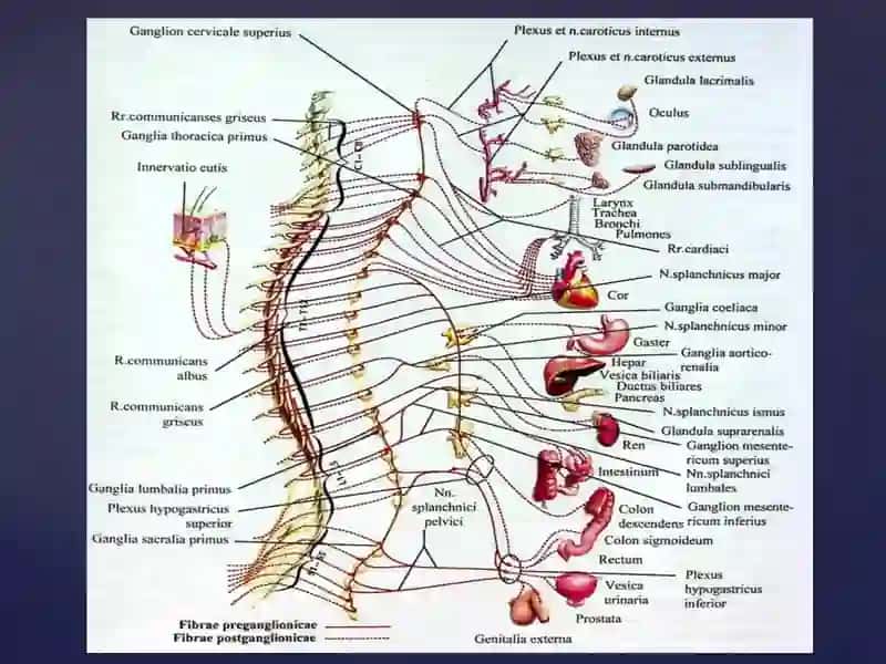Vegetativ nerv tizimining simpatik-va parasimpatik qismi 3