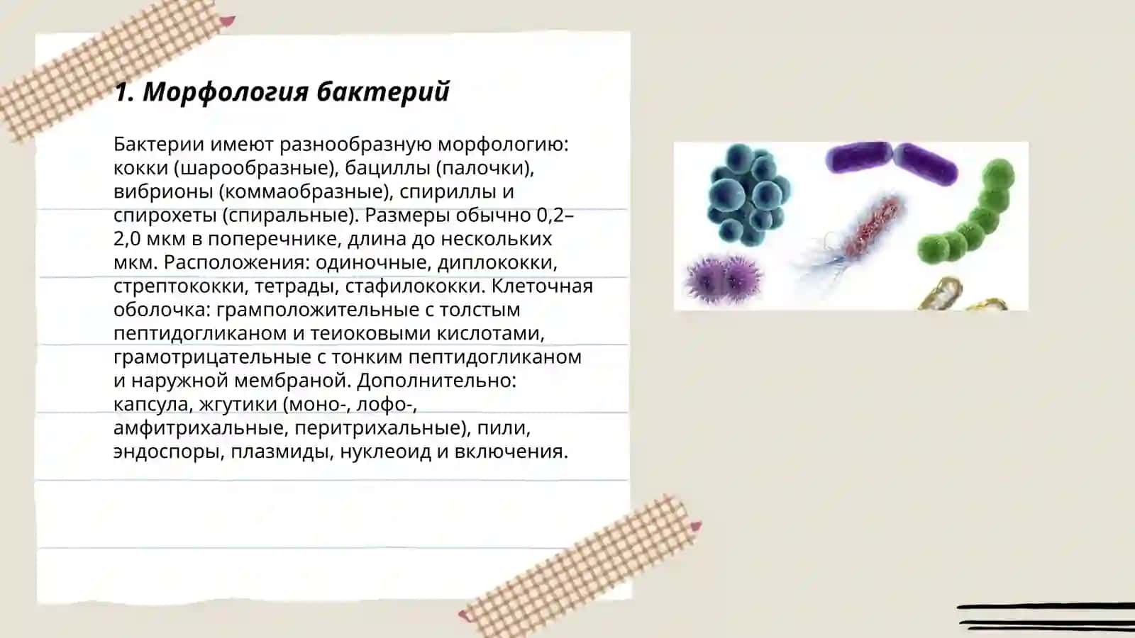 Морфология бактерий 3