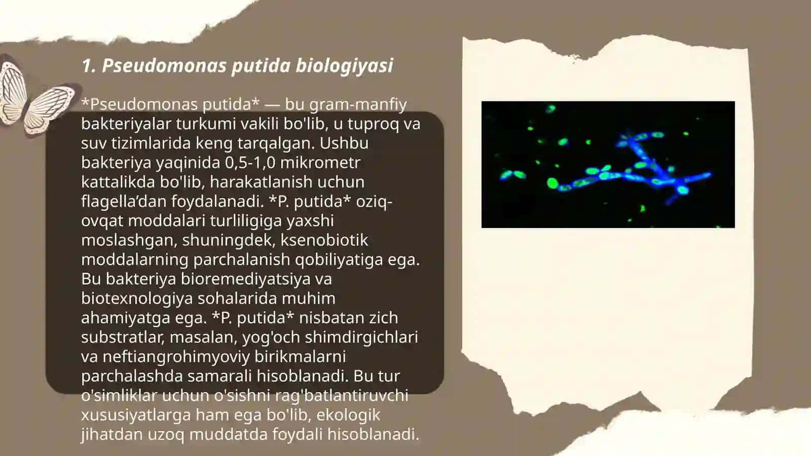 Pseudomonas putida biologiyasi 3