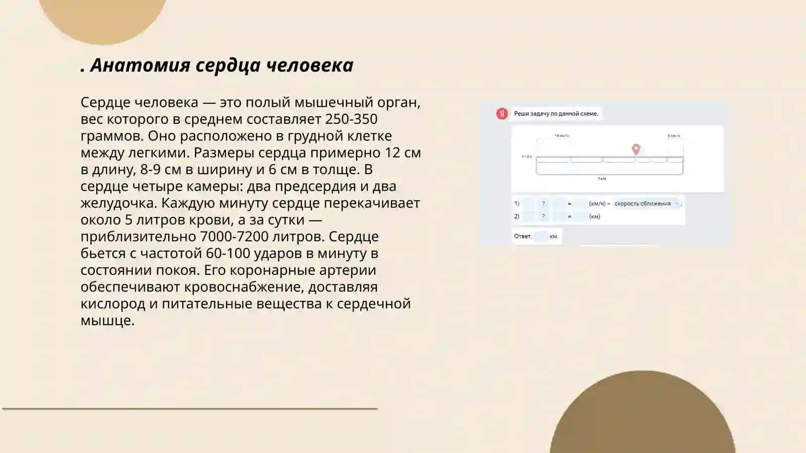 Анатомия сердца человека 3