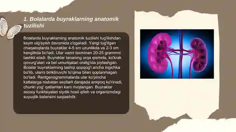 Bolalarda buyraklar anatomik fiziologik xususiyatlari 3