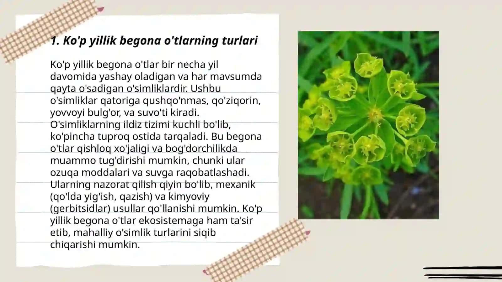 Ko'p yillik begona o'tlar 3