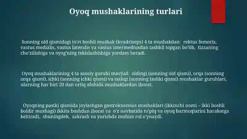 Oyoqning Kamar va erkin muskullari 3