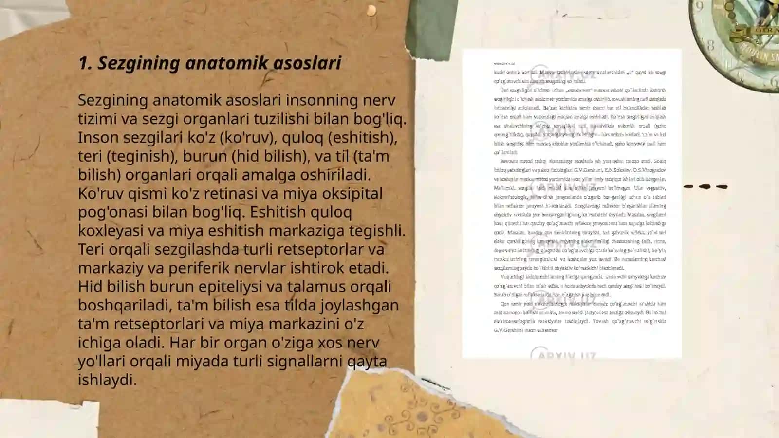 Sezgining anatomik asoslari 3