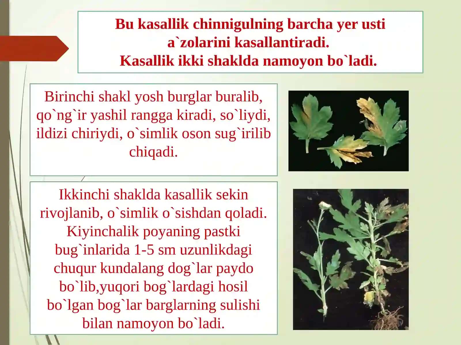 Gullarning karantin organizmlari 3