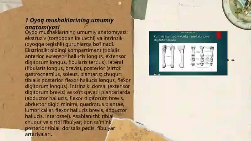 Oyoq mushaklari va ularning yurishda ishtiroki 3