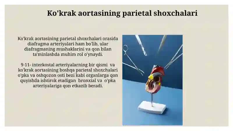 Ko'krak aortaning parietal tarmoqlari 3