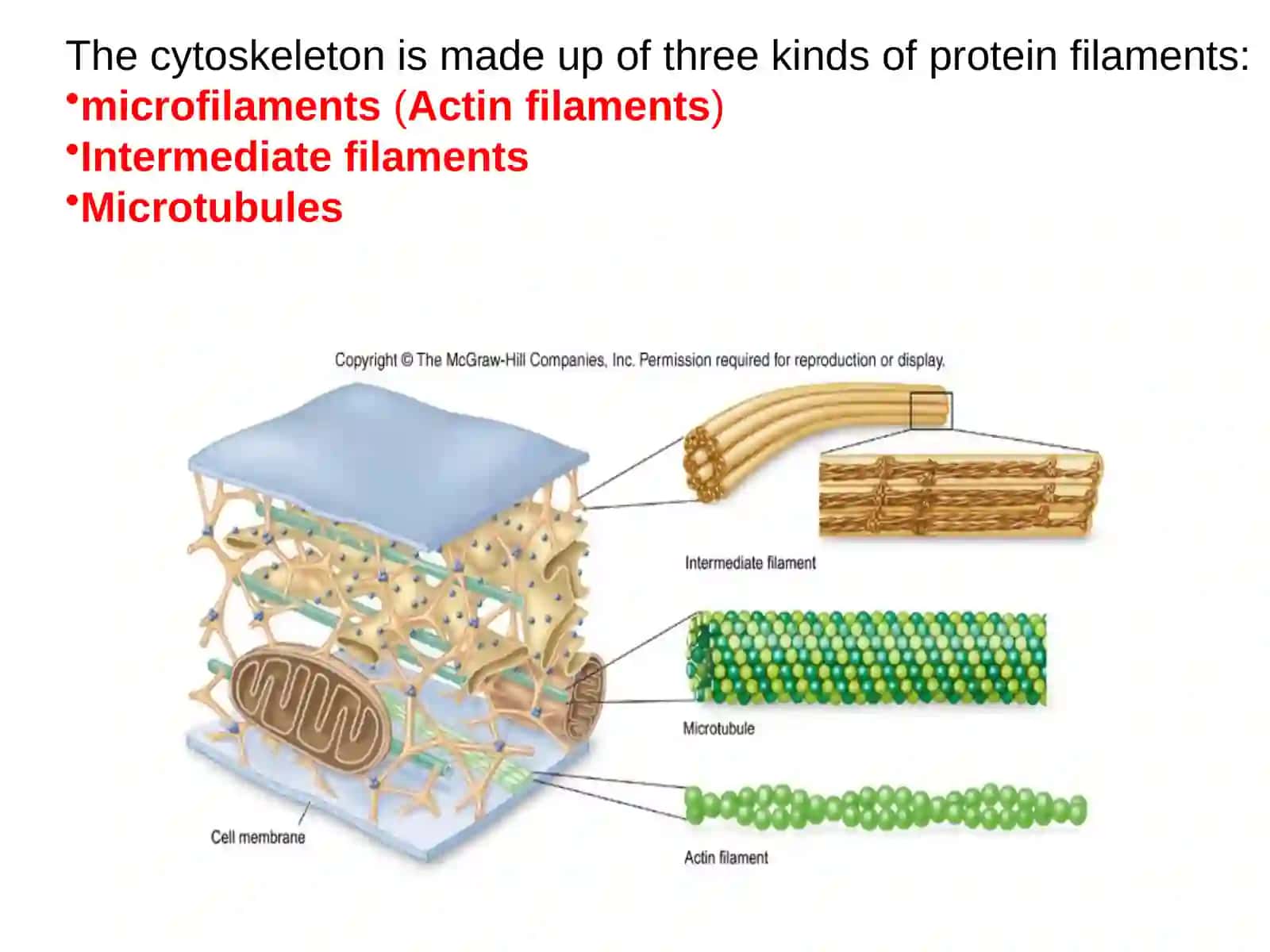 Cytoskeleton 3