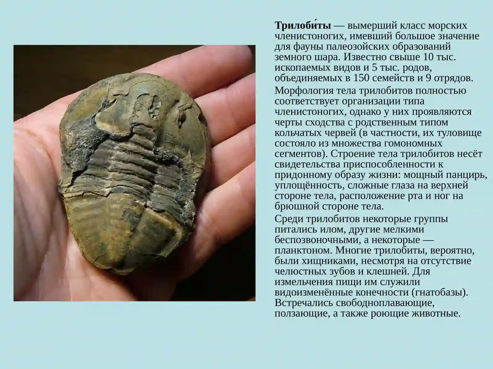 Трилобитообразные 3