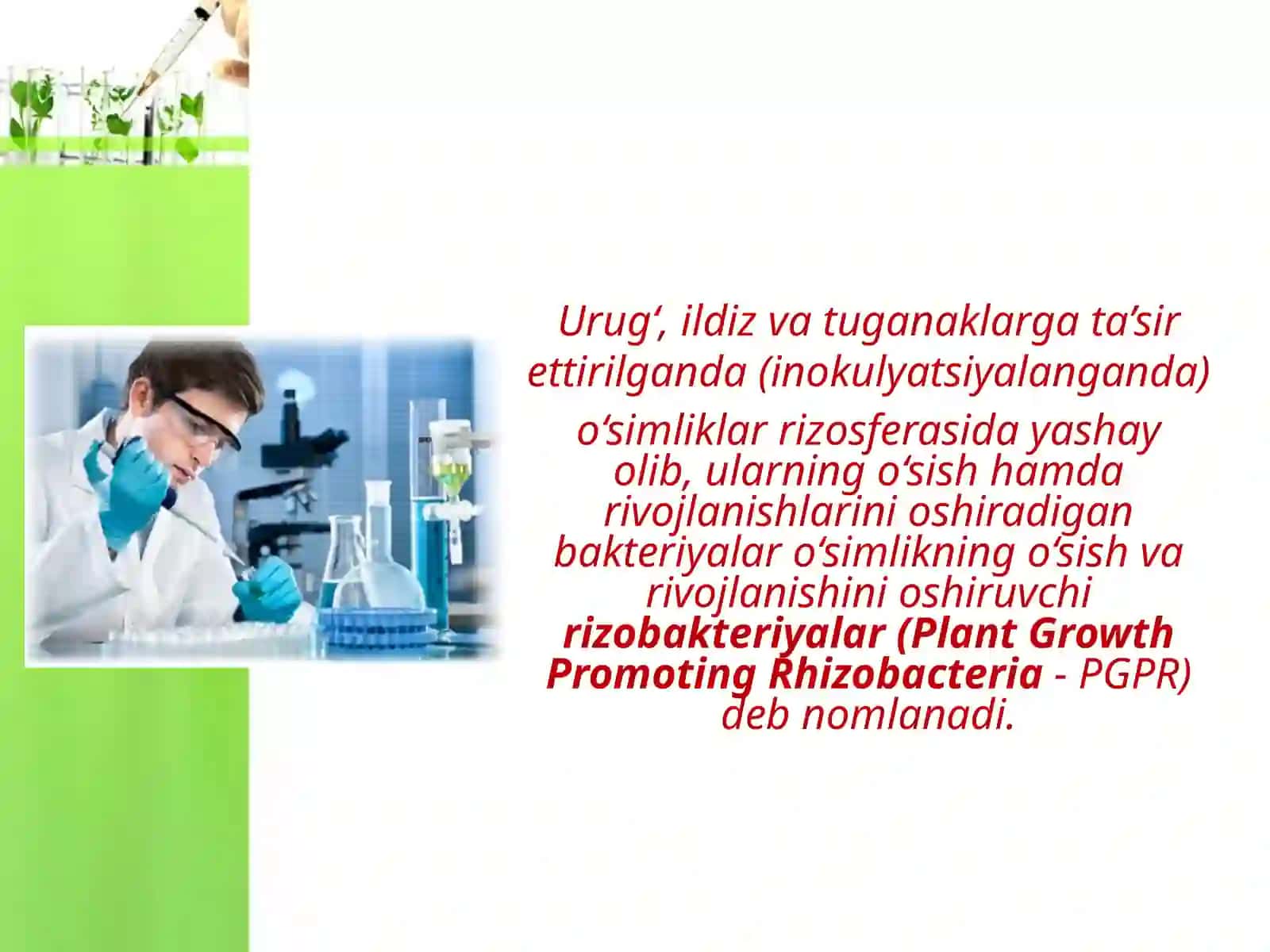 Rizobakteriyalar va ulardan foydalanish 3
