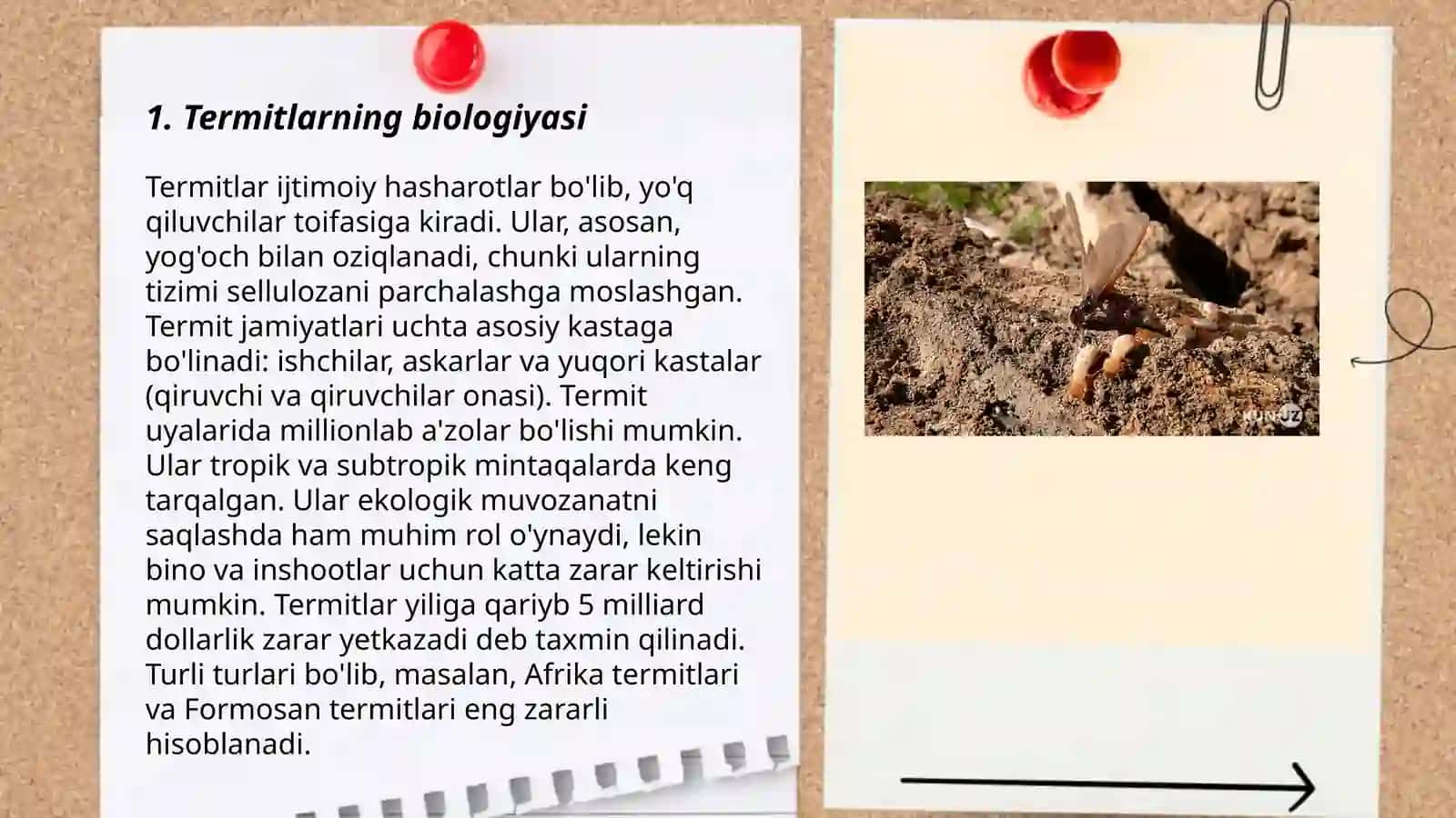 Termitlar 3