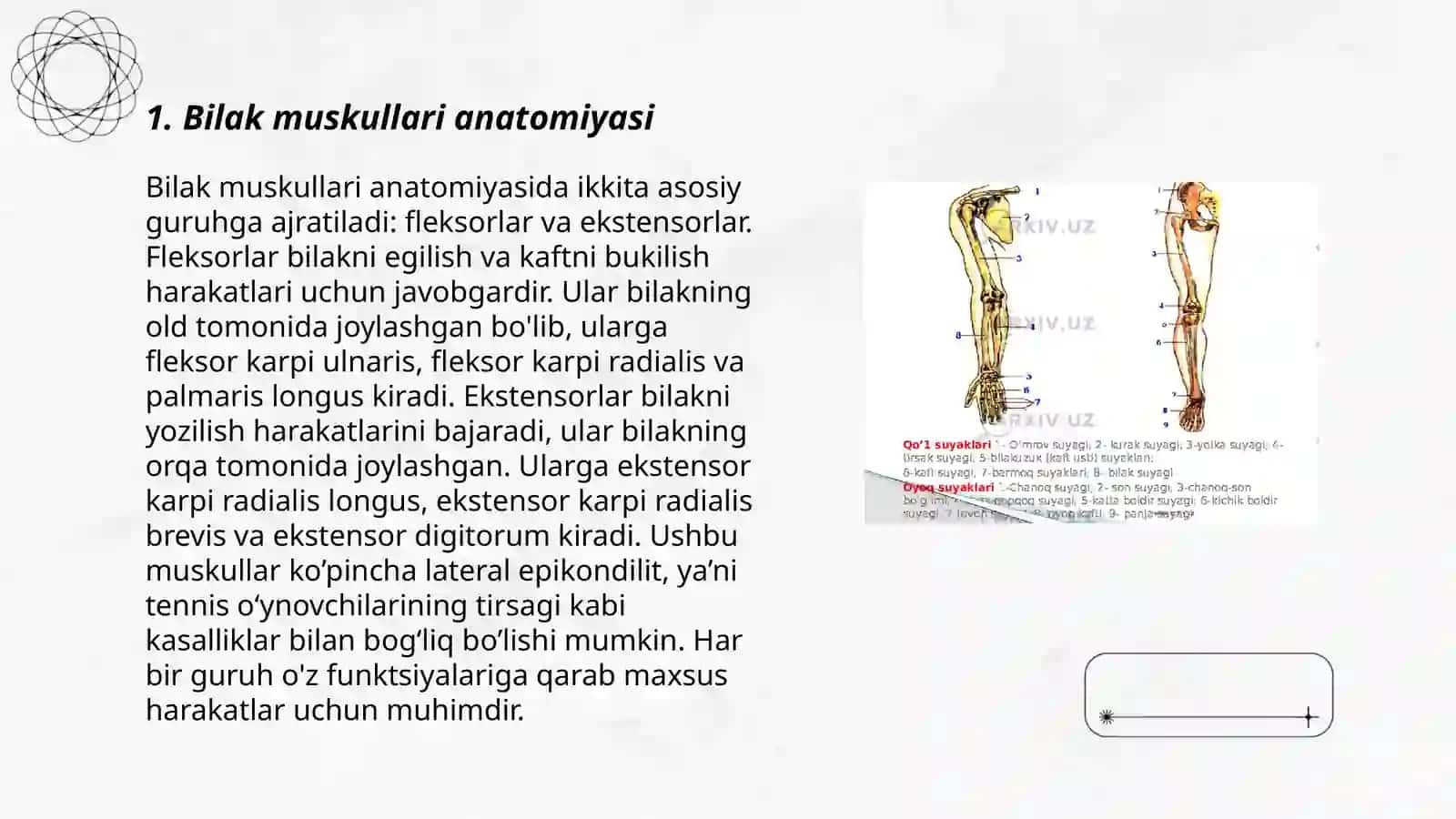 Bilak muskullari 3