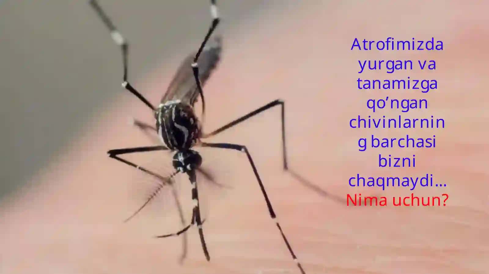 Suvaraklar va jinsiy hulq-atvorlar 3