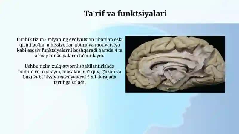 Limbik Tizim 3