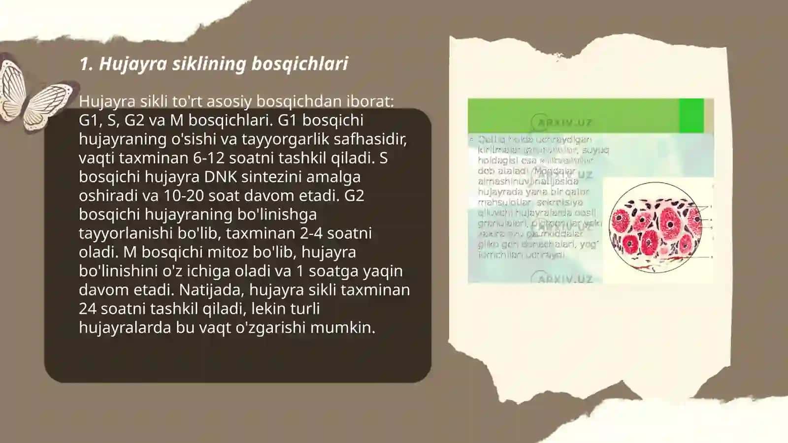 Hujayralarning mitotik va hayotiy sikli 3