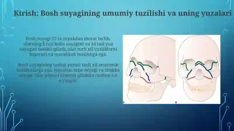 Bosh suyagining umumiy tuzilishi va uning yuzalari 3
