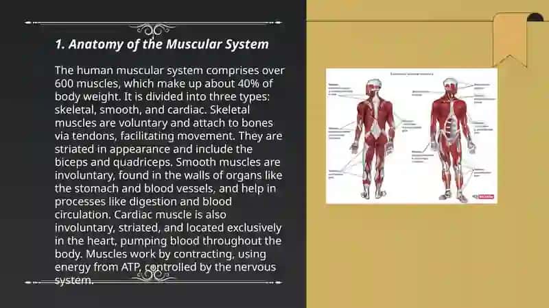 Muscular system 3