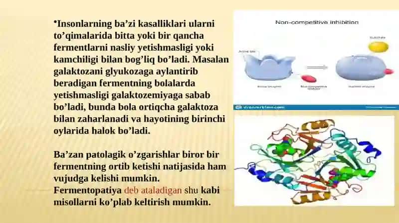 Fermentlar, ularning faolligining boshqarilishi. 3