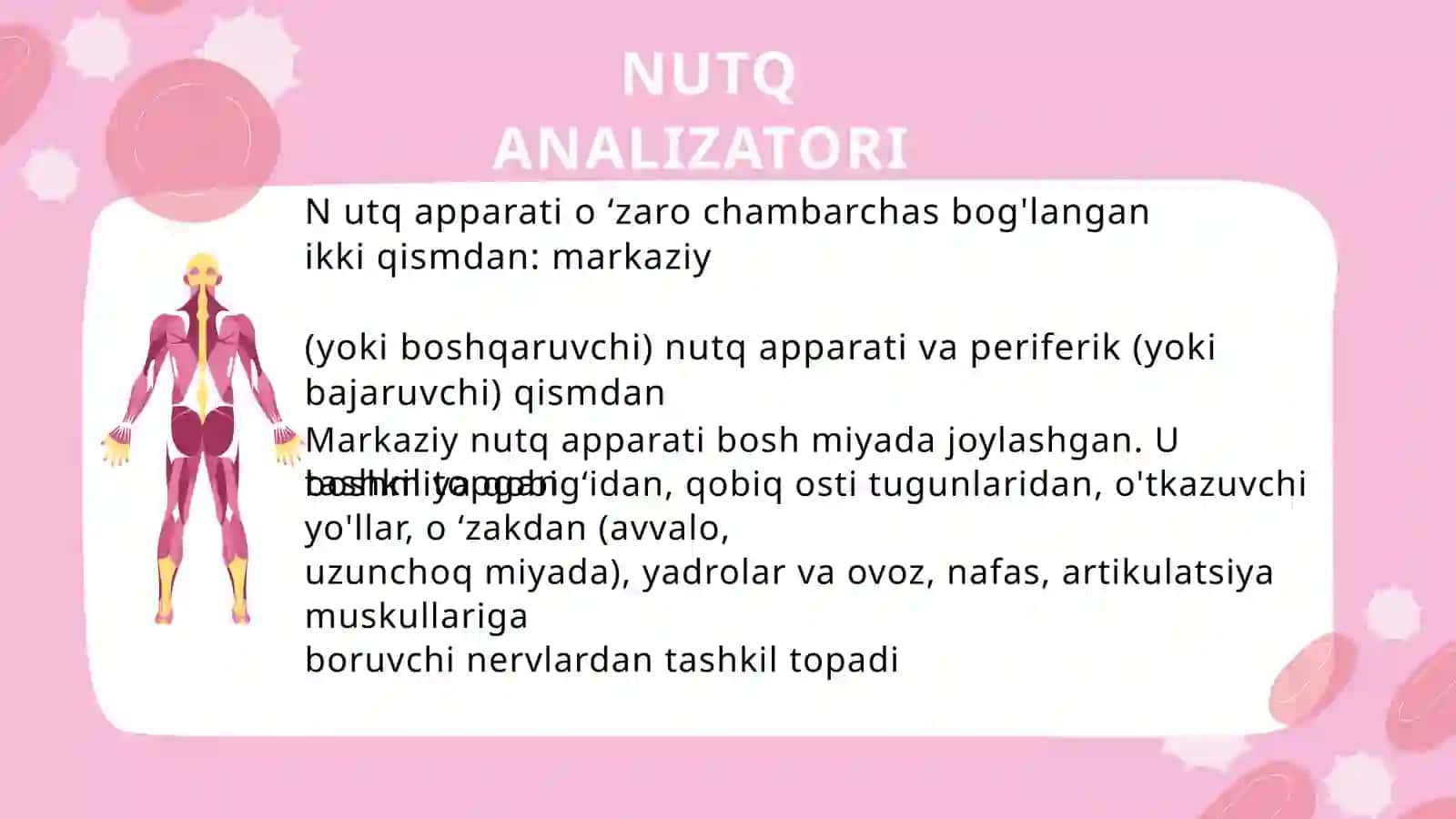 PERIFERIK NUTQ APPARATI TUZILISHI 3