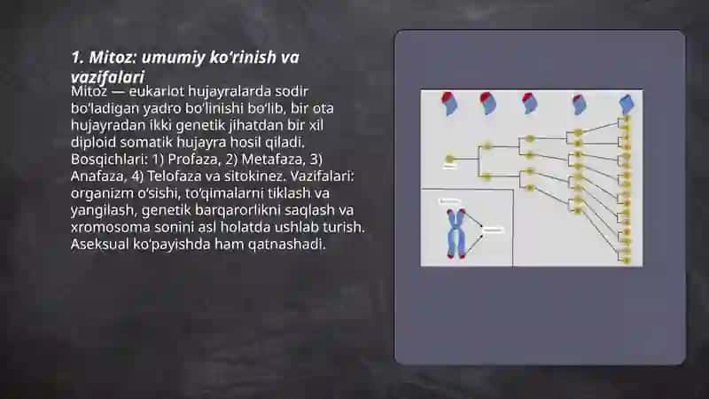 Mitozning bosqichlari 3
