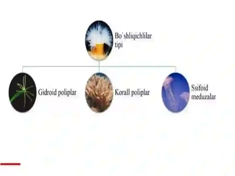 Bo’shliqichlilar 3