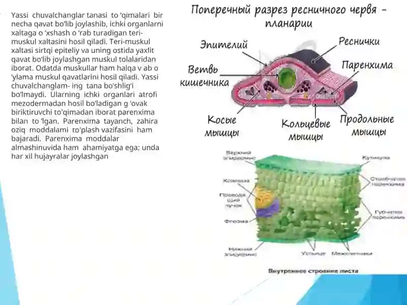 Yassi chuvalchanglar (Plathelminthes) 3