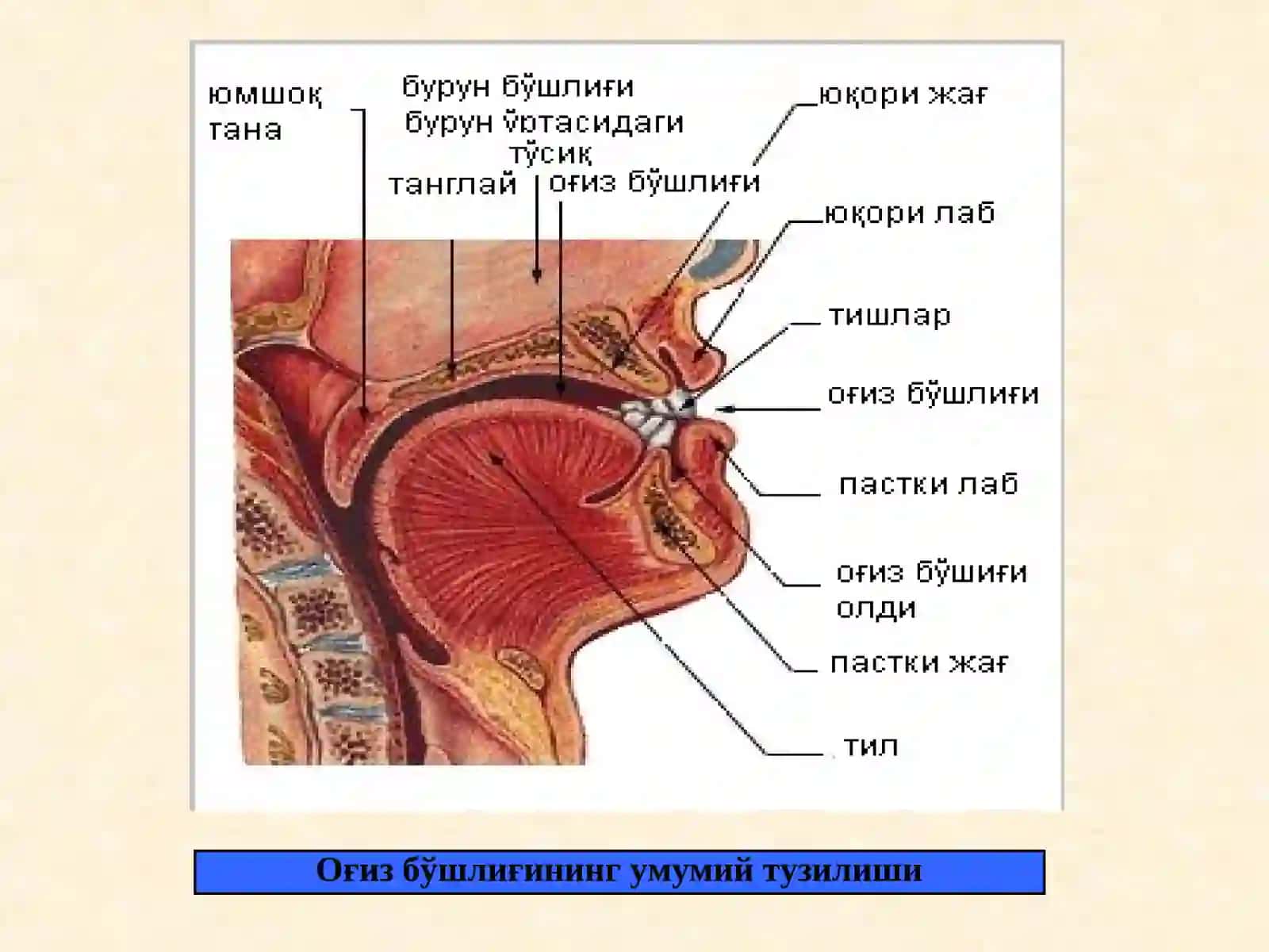 OҒИЗ БЎШЛИҒИ, МЕЪДА ВА ИЧАКЛАРДА ОВҚАТ ҲАЗМ БЎЛИШИ 3