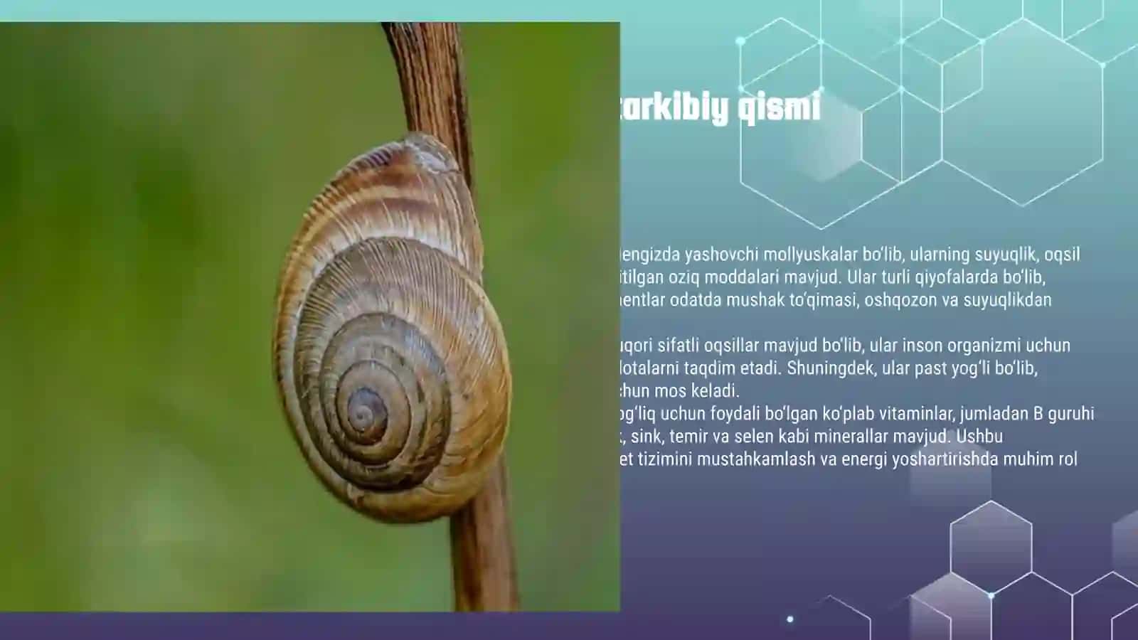 ODANLAR YESA BÕLADIGAN MALUSKALAR 3